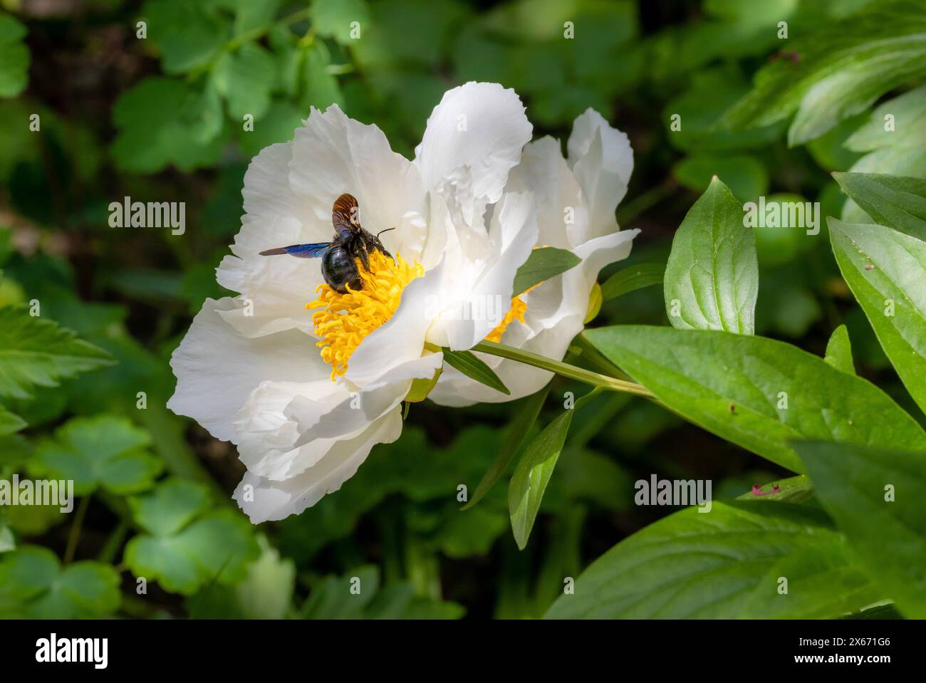 Macro di un'ape da falegname viola Xylocopa violacea su un fiore bianco di paeonia. salvare le api concetto di protezione ambientale senza pesticidi. Foto Stock