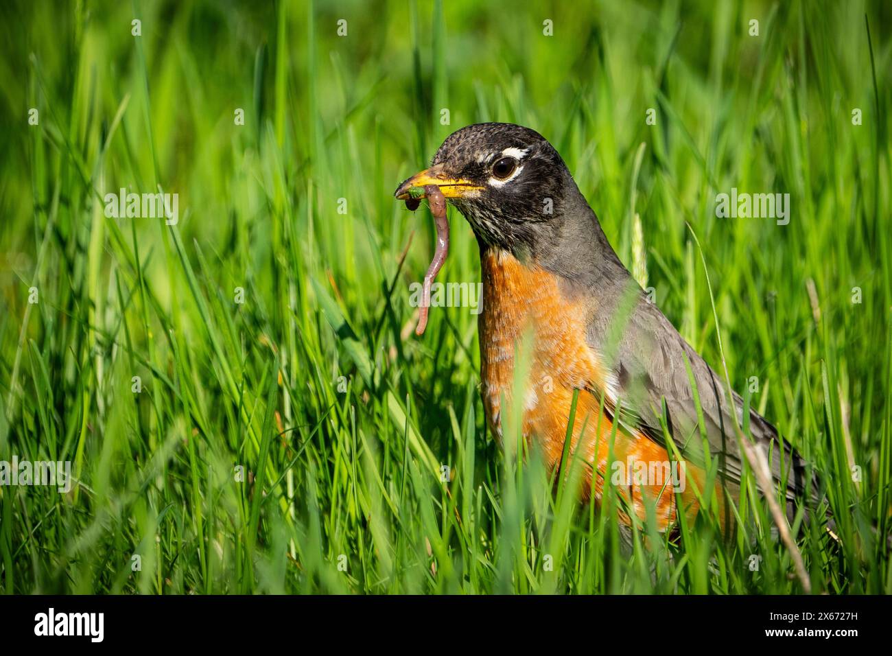 Robin americano foraging per il cibo in erba Foto Stock