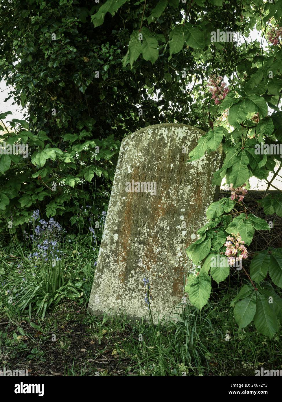 Una delle antiche lapidi sparse tra gli alberi e i campanelli del cimitero della Holy Cross, Ashton Keynes, Wiltshire. Foto Stock