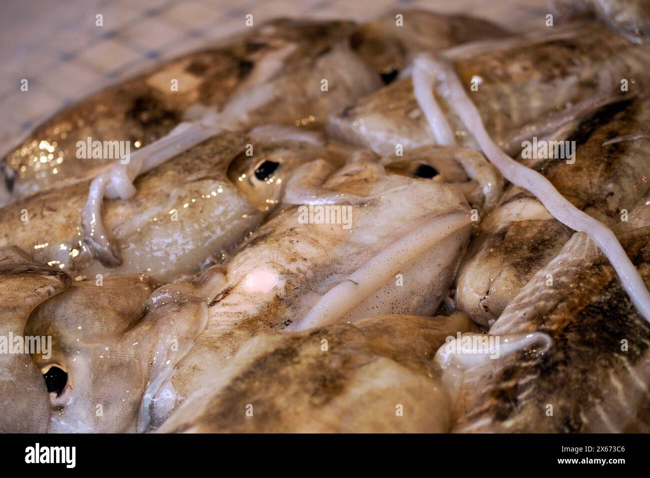 Pesce fresco di seppia a Ortigia Siracusa sicilia storico mercato ittico Italia Foto Stock