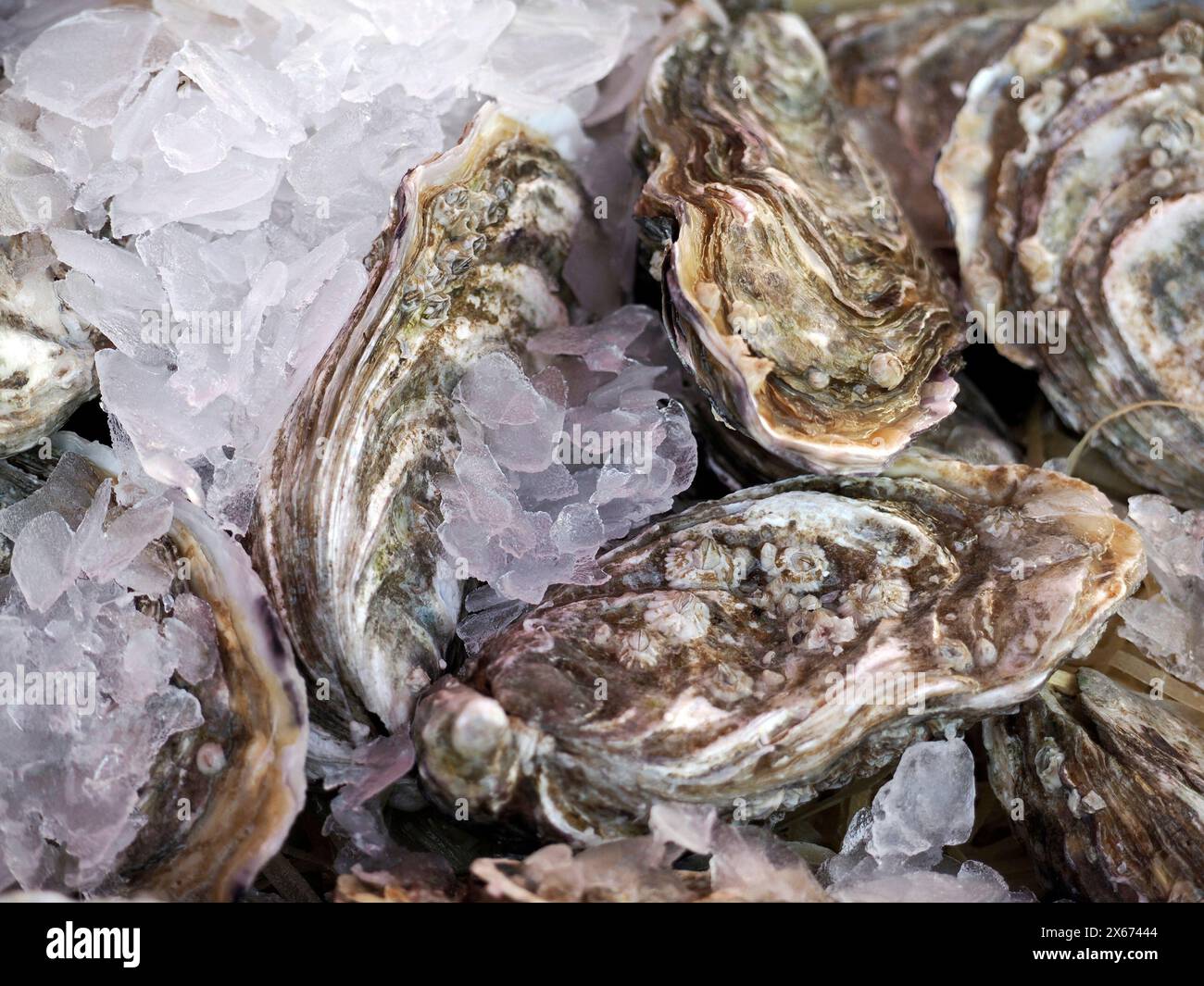 oyster pesce fresco di pesce all'Ortigia Siracusa sicilia storico mercato ittico Italia Foto Stock