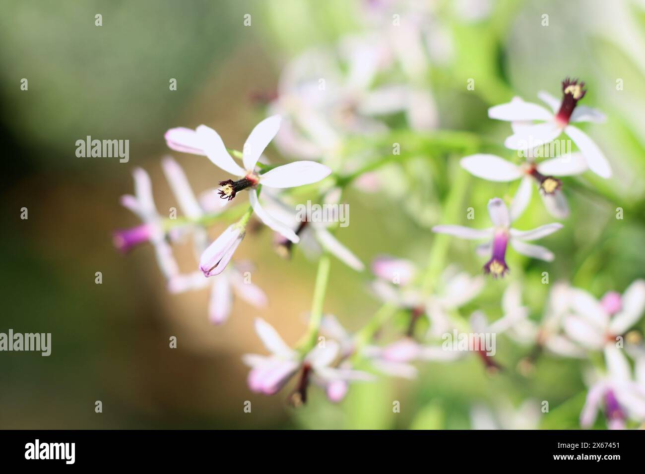 I fiori Melia azedarach (albero del Rosario o Chinaberry) sono piccoli e profumati con petali viola chiaro o lilla la fioritura avviene in primavera estate. Foto Stock