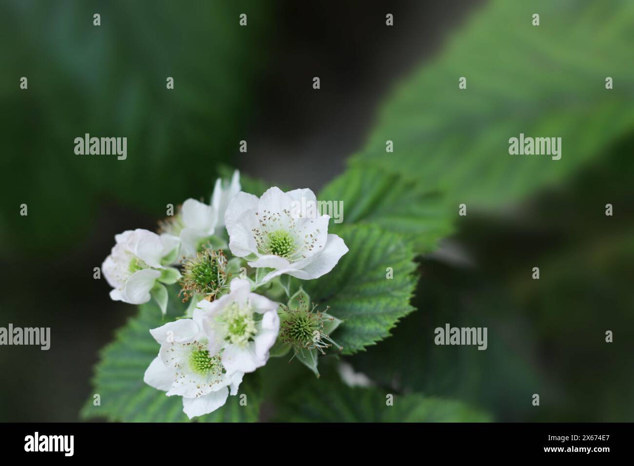 Frutta di mora fiorita in giardino. Primo piano, focalizzazione selettiva su un fiore bianco di mora. Foto Stock