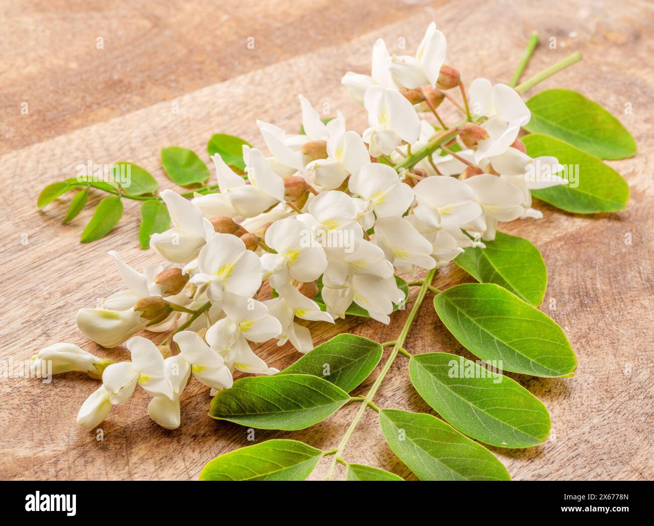 Racema di fiori di acacia in fiore o falsa acacia su un tavolo di legno. Foto Stock