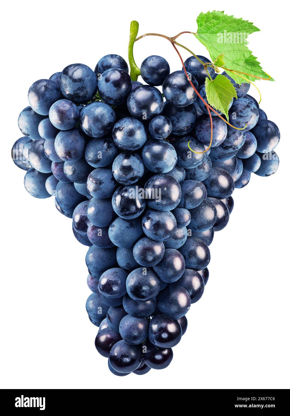 Grappolo di uva blu scuro con foglie di uva su sfondo bianco. Il file contiene il percorso di ritaglio. Foto Stock