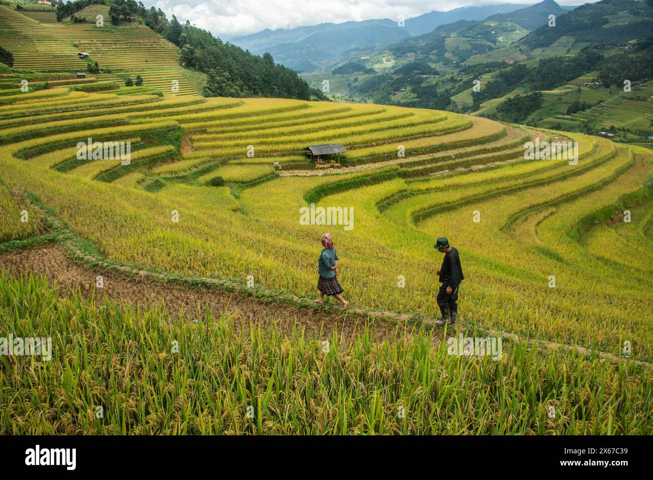 Scene della raccolta del riso, Mu Cang Chai, Yen Bai, Vietnam Foto Stock