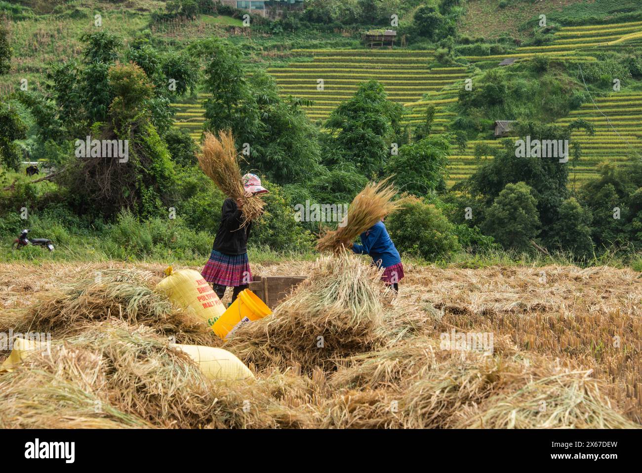 Trebbiatura del riso durante il raccolto, Mu Cang Chai, Yen Bai, Vietnam Foto Stock