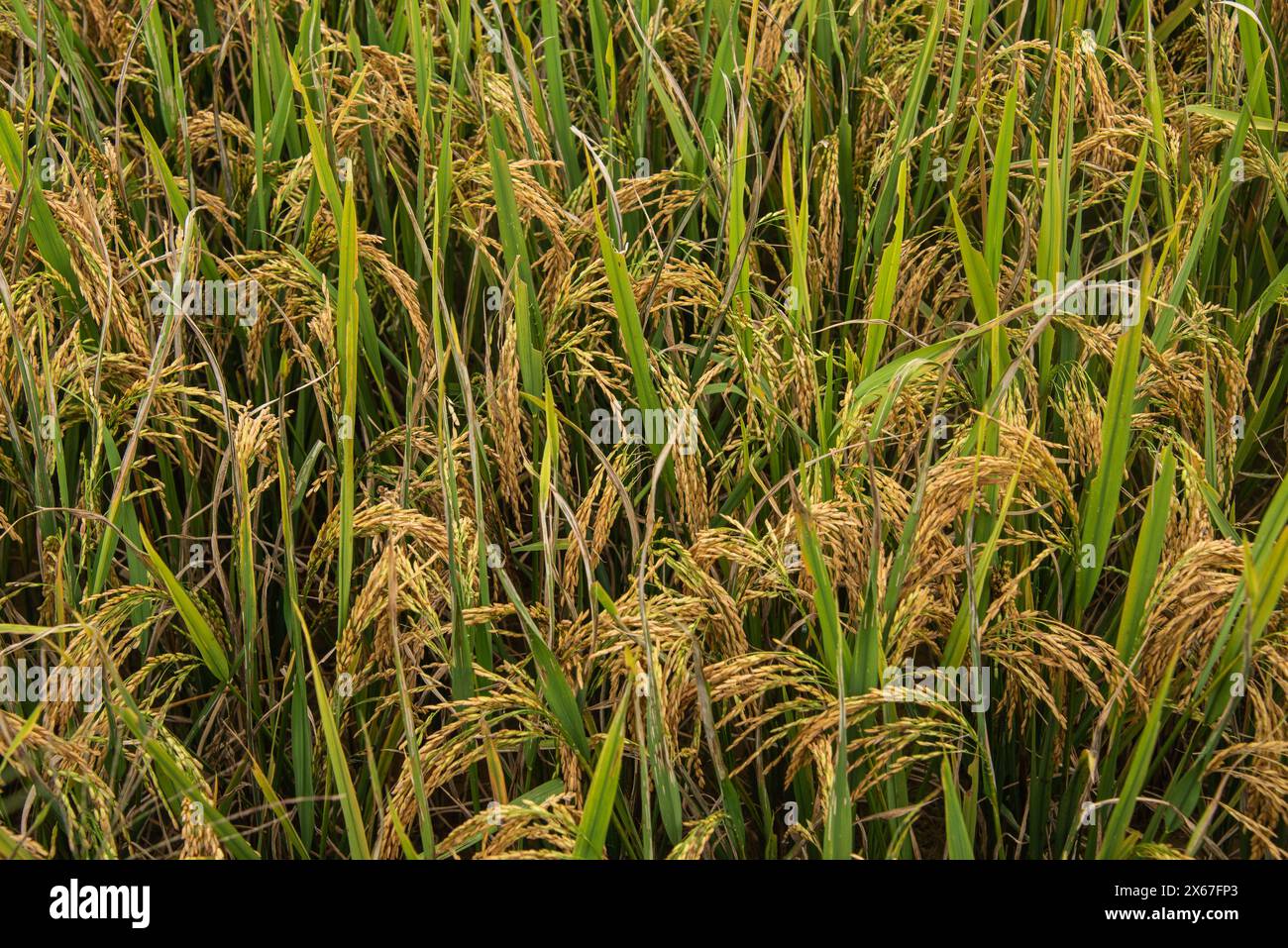 Pronto a raccogliere riso nelle terrazze di Mu Cang Chai, Yen Bai, Vietnam Foto Stock