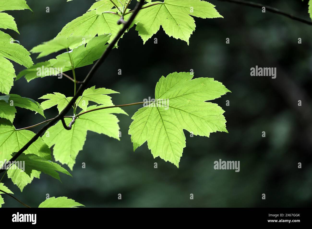 Foglie di Sycamore (Acer pseudoplatanus) retroilluminate dal sole, Teesdale, County Durham, Regno Unito Foto Stock