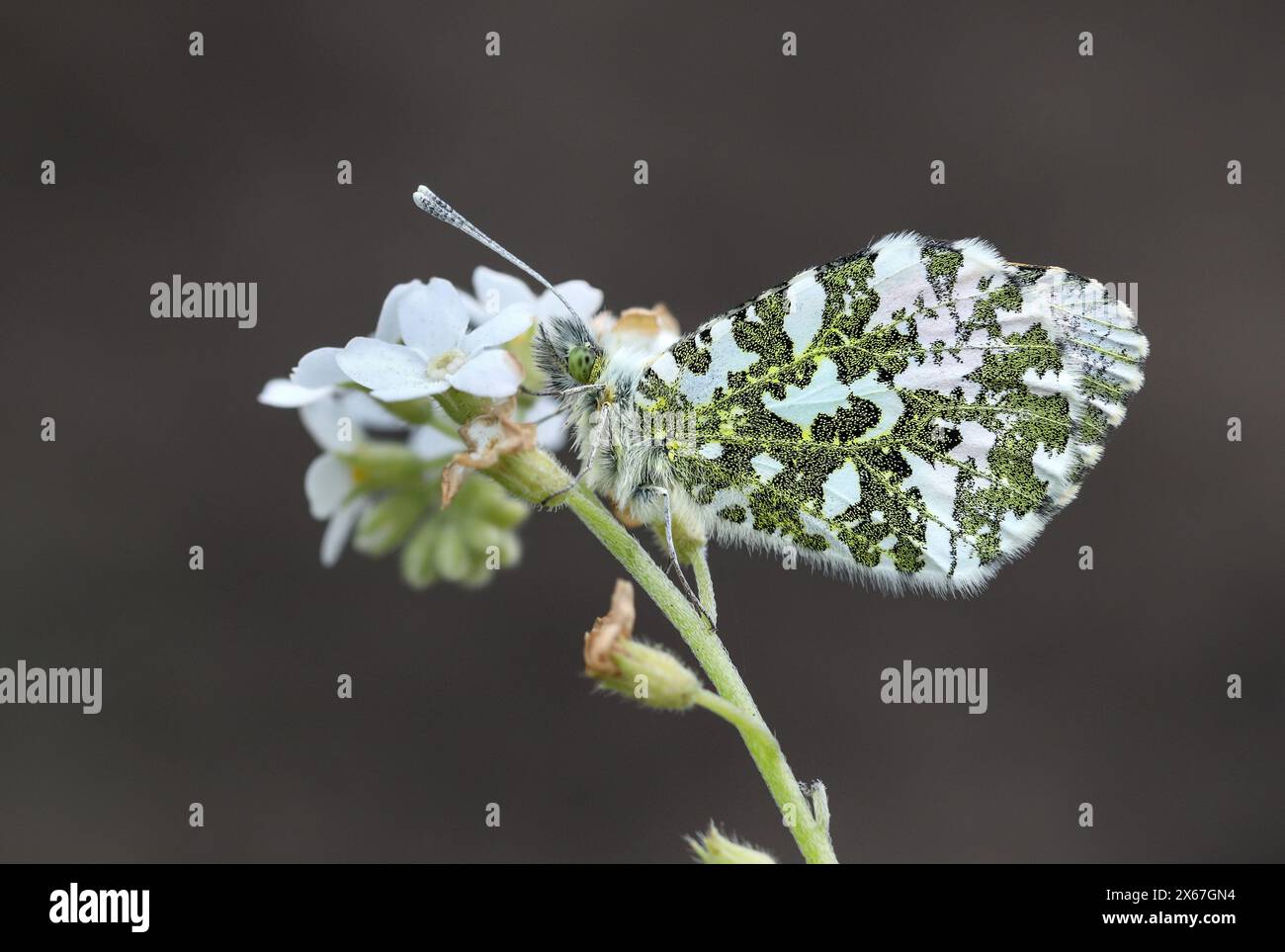 Butterfly maschio a punta d'arancia (Anthocharis cardamines) su un fiore bianco Forget-me-Not, Teesdale, County Durham, Regno Unito Foto Stock