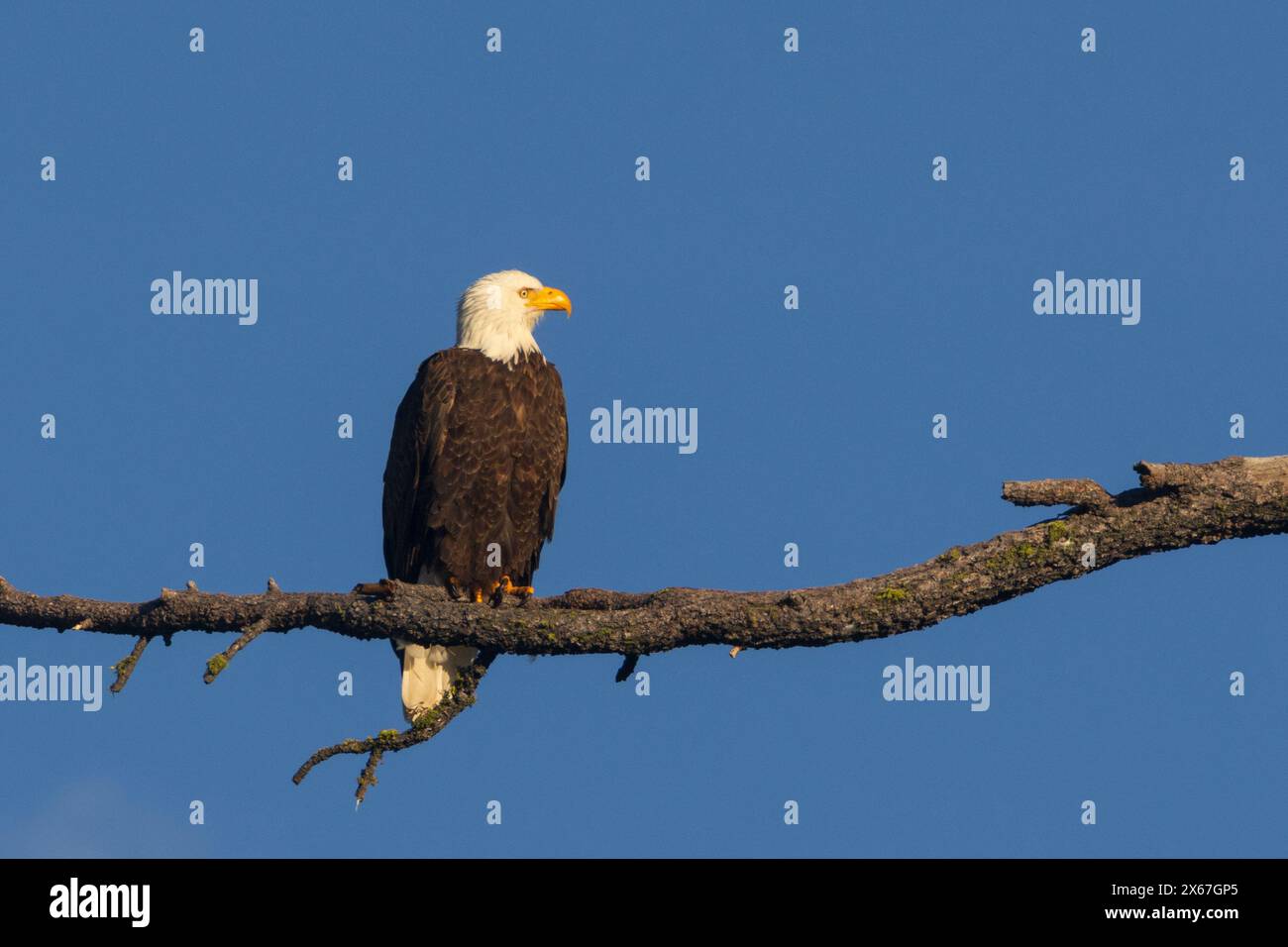 Aquila calva (Haliaeetus leucocephalus) arroccata in un albero alto in una luce calda. Fotografato vicino al lago Antelope nella contea di Plumas, California Foto Stock