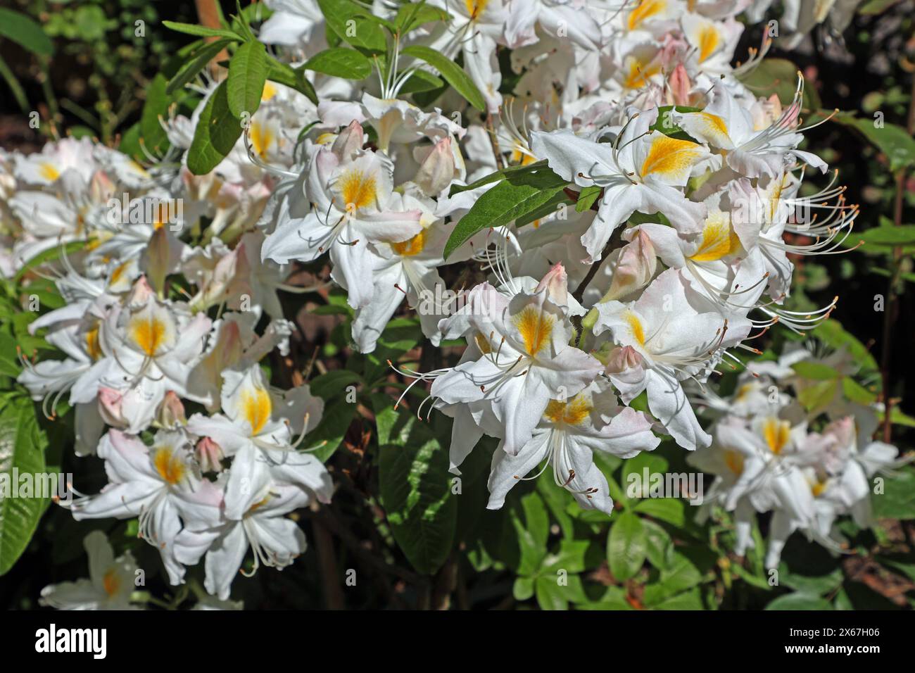 Gartenpflanzen zur Blütezeit Eine weiße Blüte der Freilandazalee mit der Sortenbezeichnung Schneegold *** piante da giardino in fiore Un fiore bianco dell'azalea all'aperto con il nome di varietà Snow Gold Foto Stock