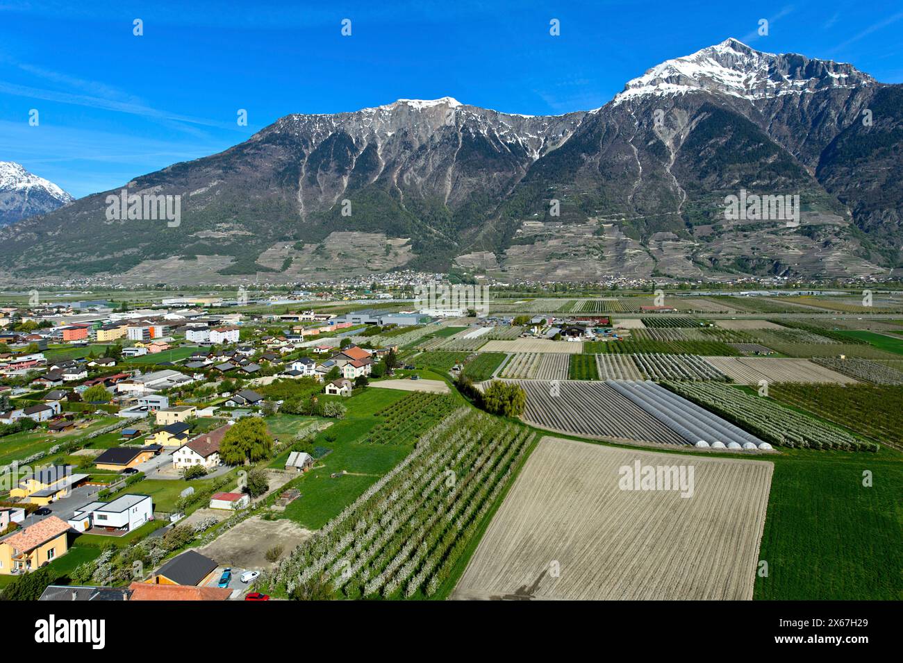Campi e piantagioni per la coltivazione di frutta e verdura sotto la cima innevata del Grand Chavalard nella valle del Rodano, Charrat, Vallese, Svizzera Foto Stock