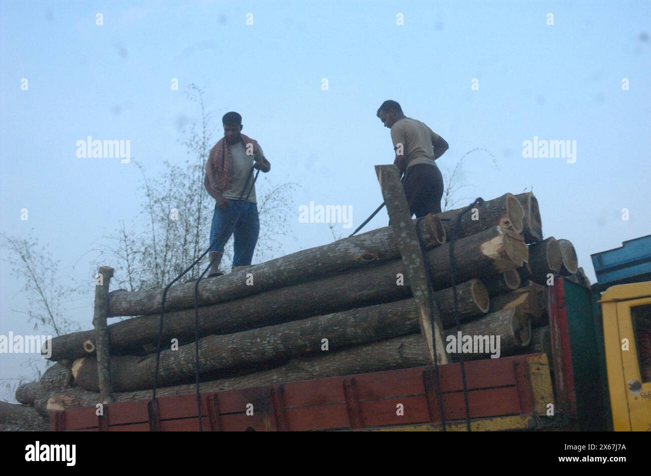 Naogaon, Bangladesh. 13 maggio 2024. I lavoratori caricano alberi di morte in un camion per la consegna vicino a un villaggio di Dhamoirhat del distretto di Naogaon. (Credit Image: © MD Mehedi Hasan/ZUMA Press Wire) SOLO PER USO EDITORIALE! Non per USO commerciale! Foto Stock