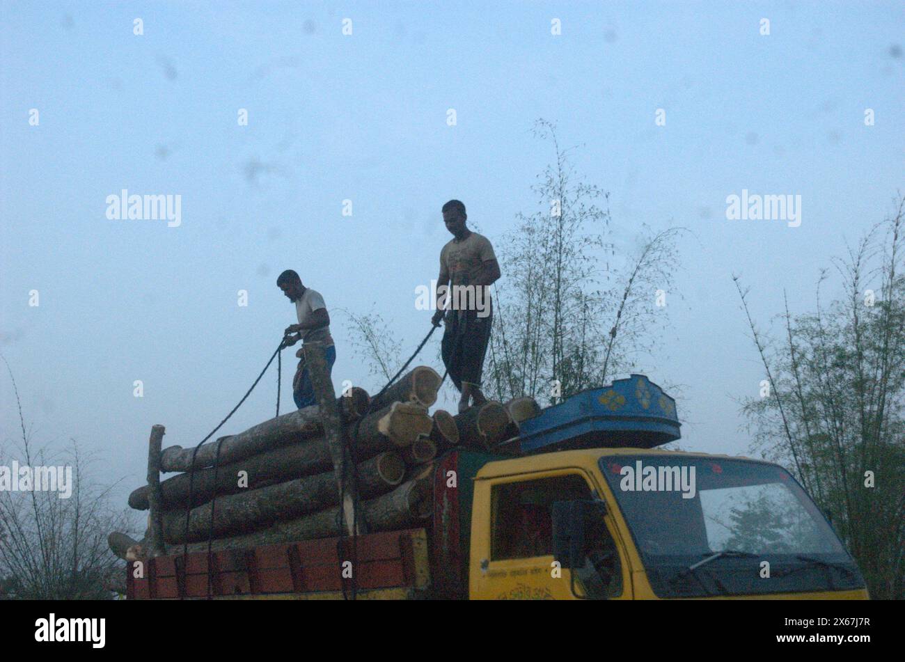 Naogaon, Bangladesh. 13 maggio 2024. I lavoratori caricano alberi di morte in un camion per la consegna vicino a un villaggio di Dhamoirhat del distretto di Naogaon. (Credit Image: © MD Mehedi Hasan/ZUMA Press Wire) SOLO PER USO EDITORIALE! Non per USO commerciale! Foto Stock