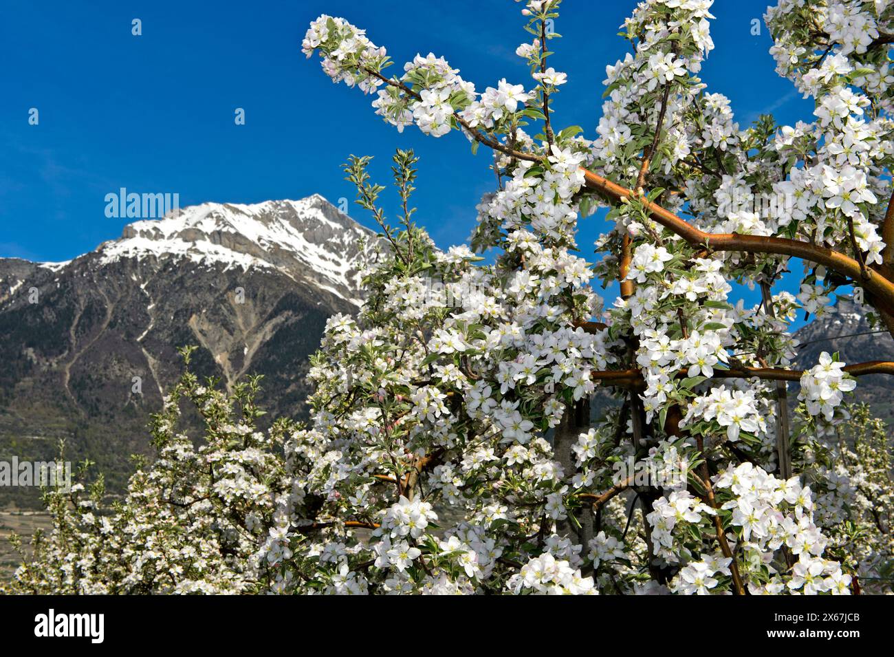 Alberi da frutto in fiore in primavera sotto la cima innevata del Grand Chavalard nella valle del Rodano, regione di coltivazione della frutta sassone, Vallese, Svizzera Foto Stock