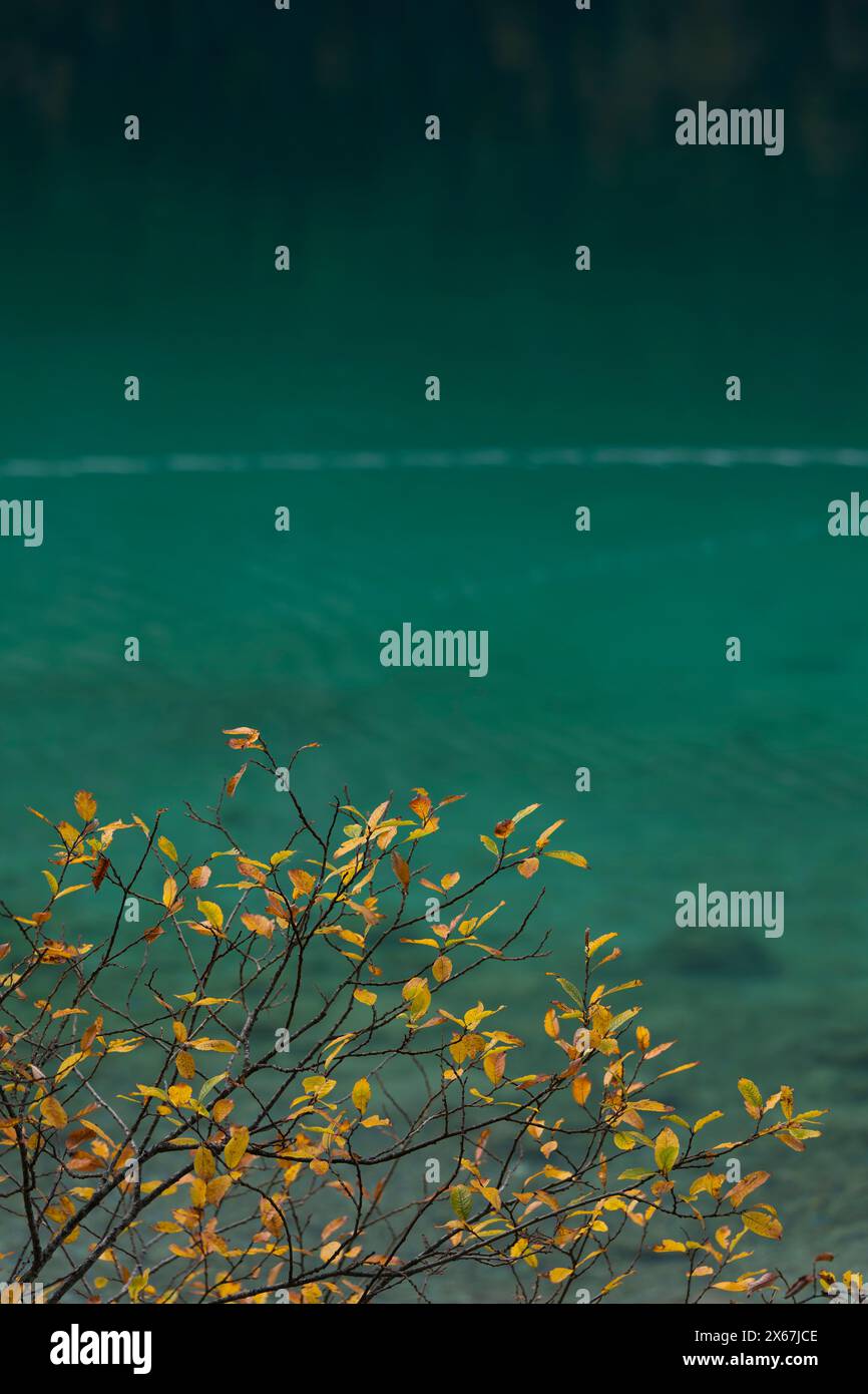Foglie gialle di fronte all'acqua verde smeraldo, atmosfera autunnale a Eibsee, vicino a Grainau, Germania, Baviera Foto Stock