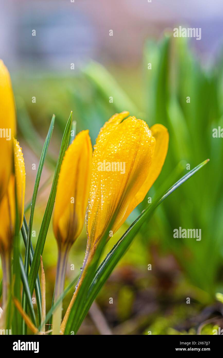 Fiori primaverili, croci (Crocus), gocce di rugiada Foto Stock