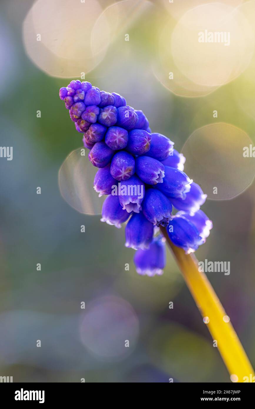 Armeno giacinto di uva (Muscari armeniacum) Foto Stock