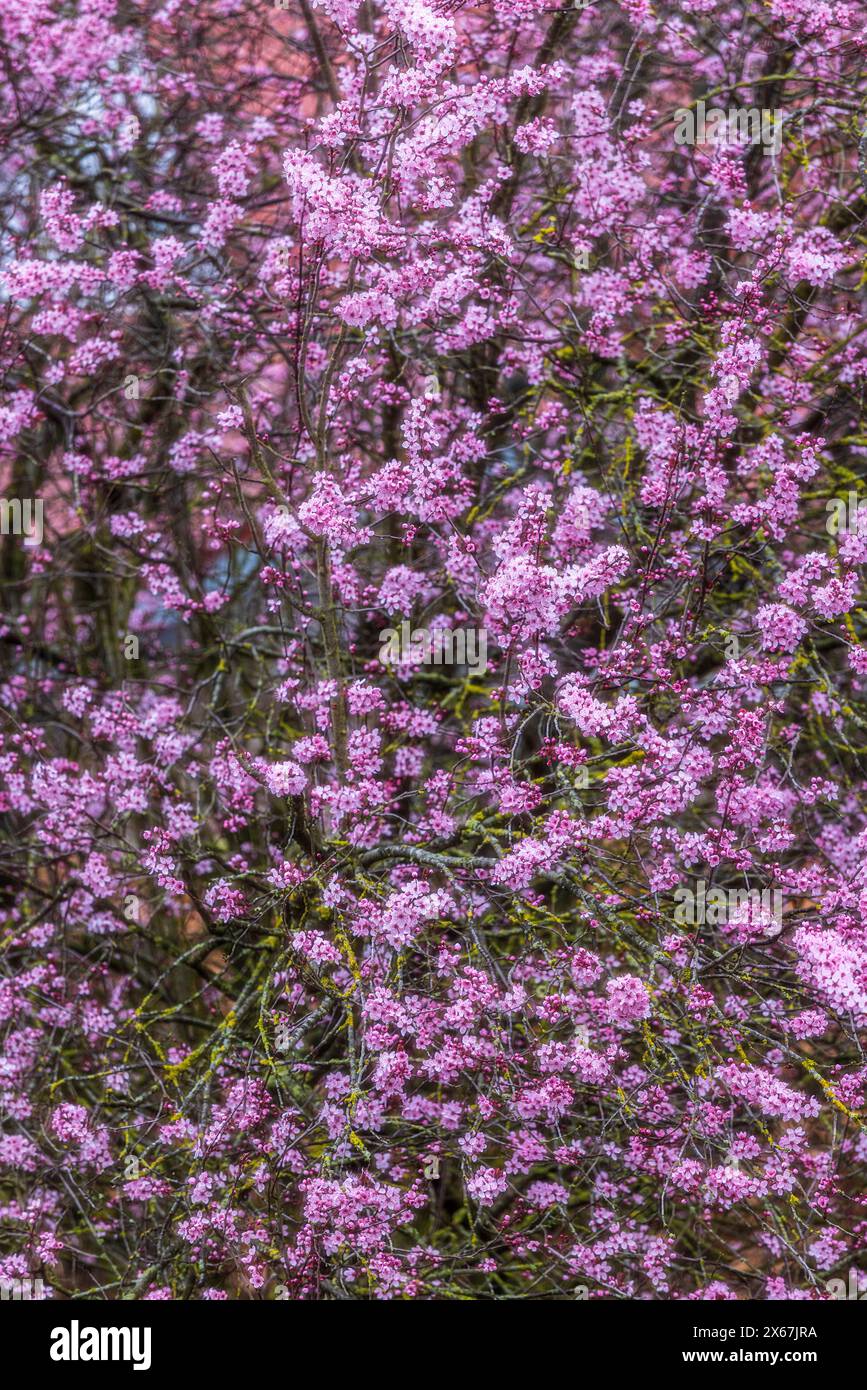 Motivo primaverile, albero in fiore, carta da parati Foto Stock