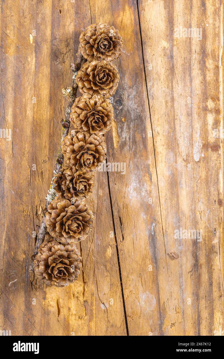 Cono di larice su fondo di legno, primo piano Foto Stock