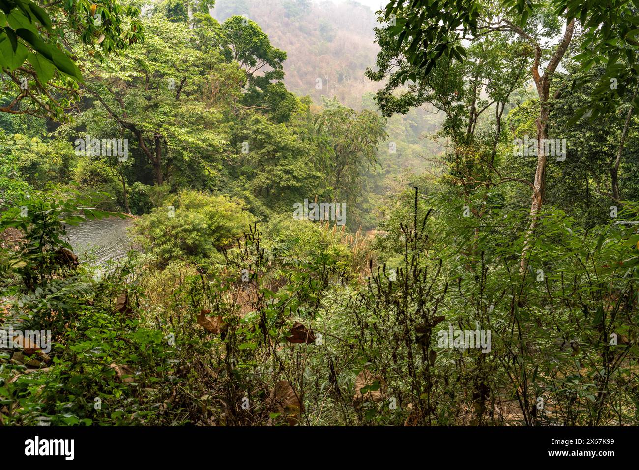Foresta vergine presso la cascata di Kuang si vicino a Luang Prabang, Laos, Asia Foto Stock