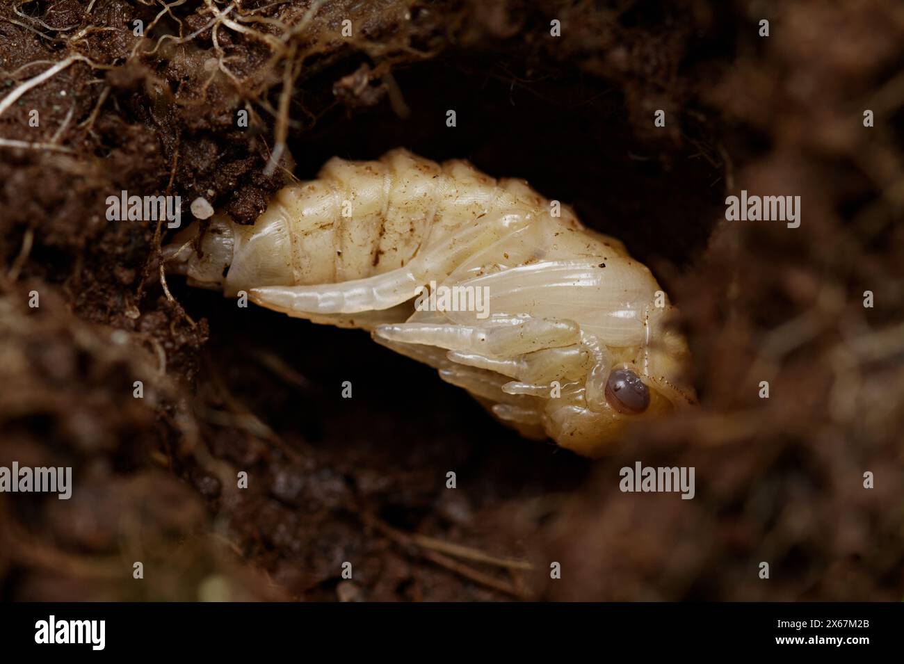Pupa di Un grande scarabeo subacqueo, Dytiscus marginalis, sepolto in the Ground, New Forest Regno Unito Foto Stock