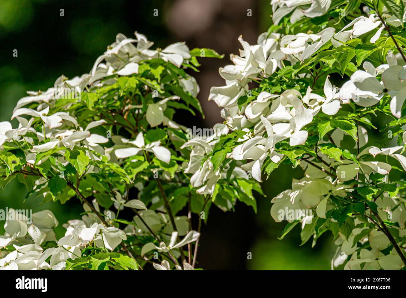 Fiori bianchi Foto Stock