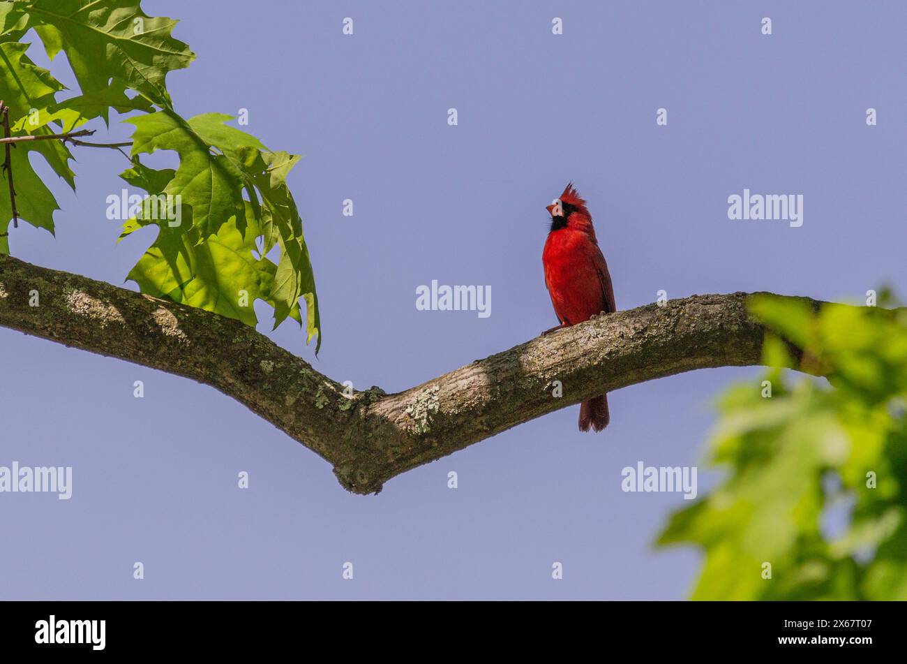 Cardinale seduto su un albero Foto Stock