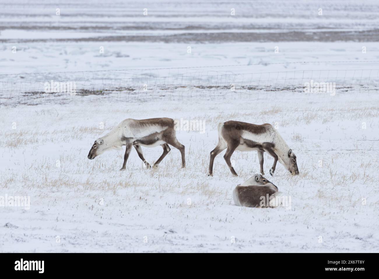 Tre renne al pascolo in inverno nei fiordi orientali dell'Islanda Foto Stock