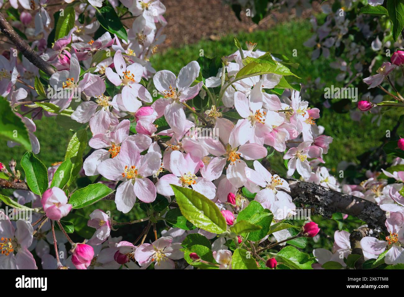 Mela (Malus pumila) - fiori rosa-blush in primavera - Pacifico nord-occidentale. Foto Stock