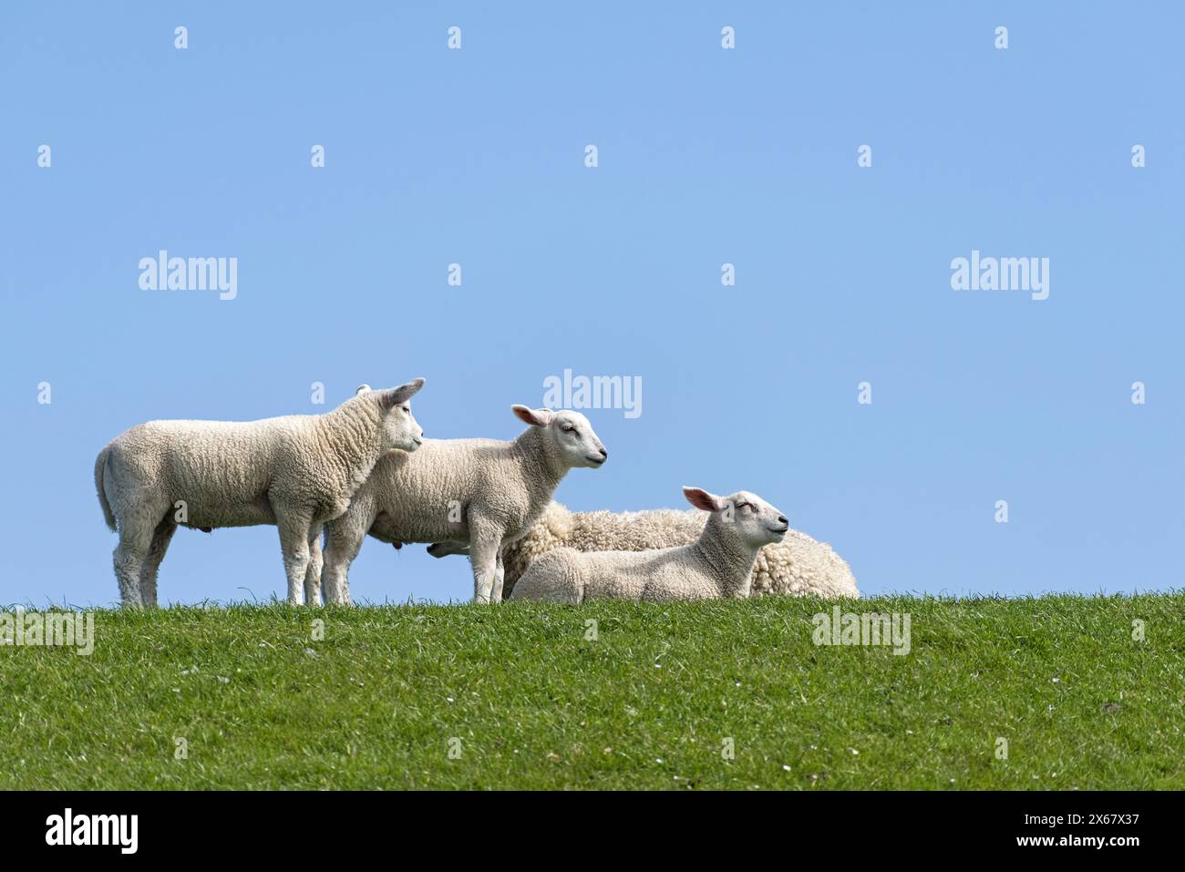 Pecore sulla diga, penisola di Eiderstedt, Germania, Schleswig-Holstein, costa del Mare del Nord Foto Stock