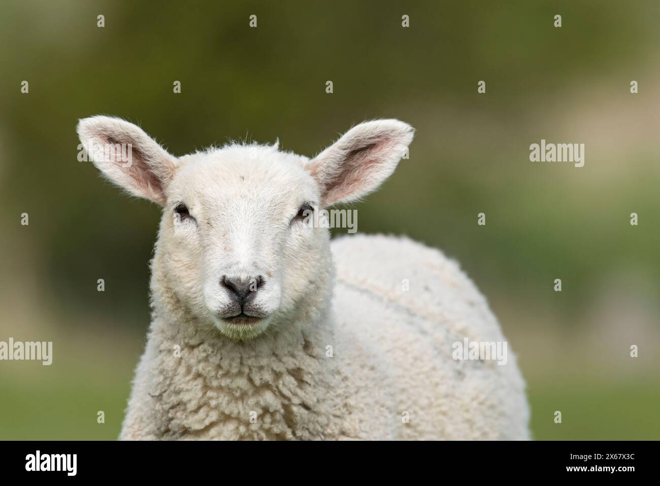 Ovini, giovani animali, penisola di Eiderstedt, Germania, Schleswig-Holstein, costa del Mare del Nord Foto Stock