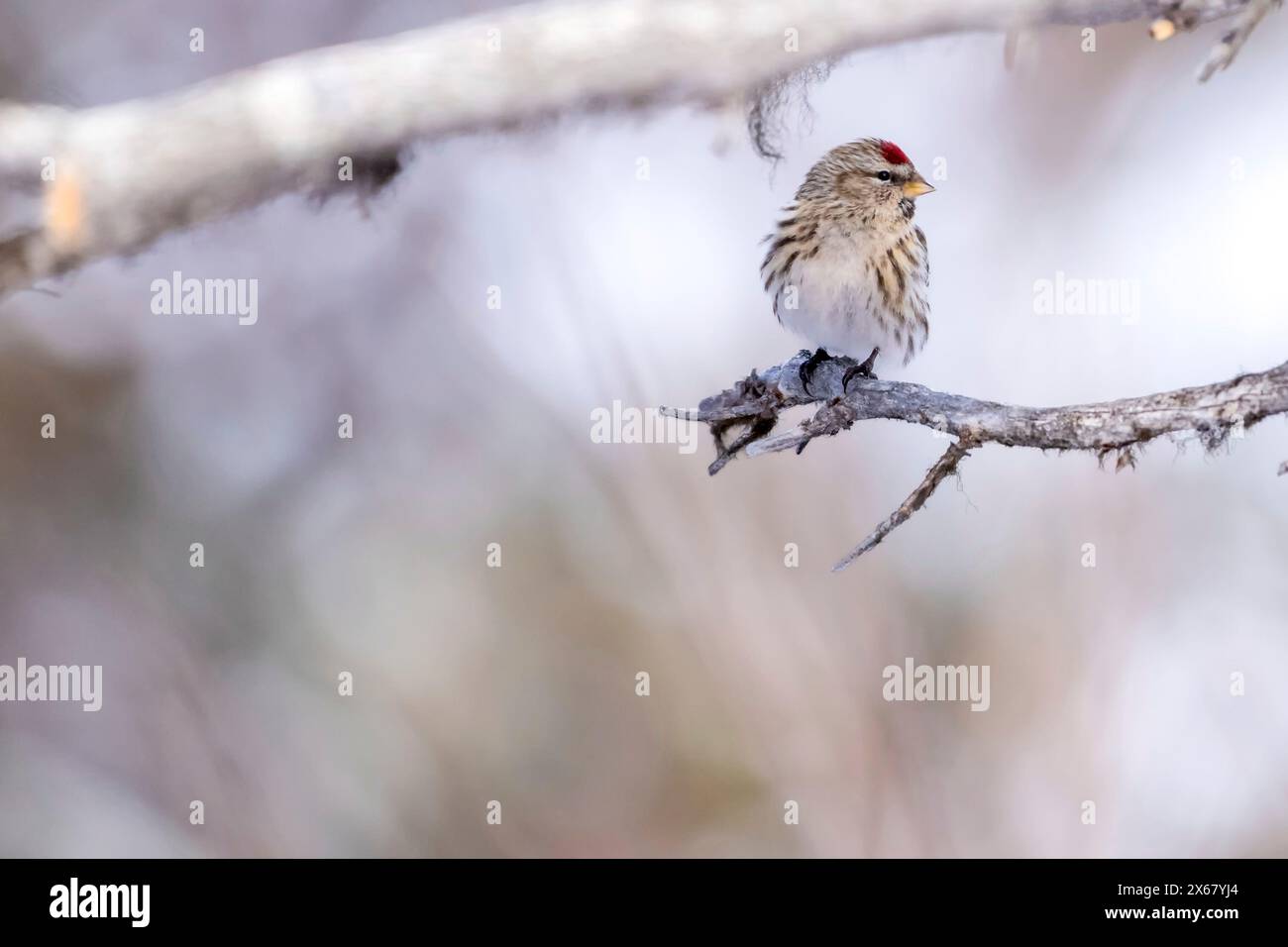 Redpoll artico (Carduelis hornemanni), inverno, Kaamanen, Finlandia Foto Stock