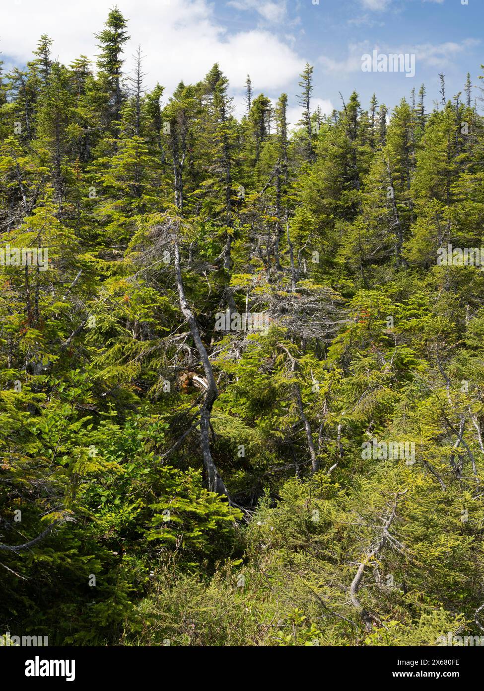 Canada, foresta, Terranova, Nord America, foresta di latifoglie del Nord Foto Stock