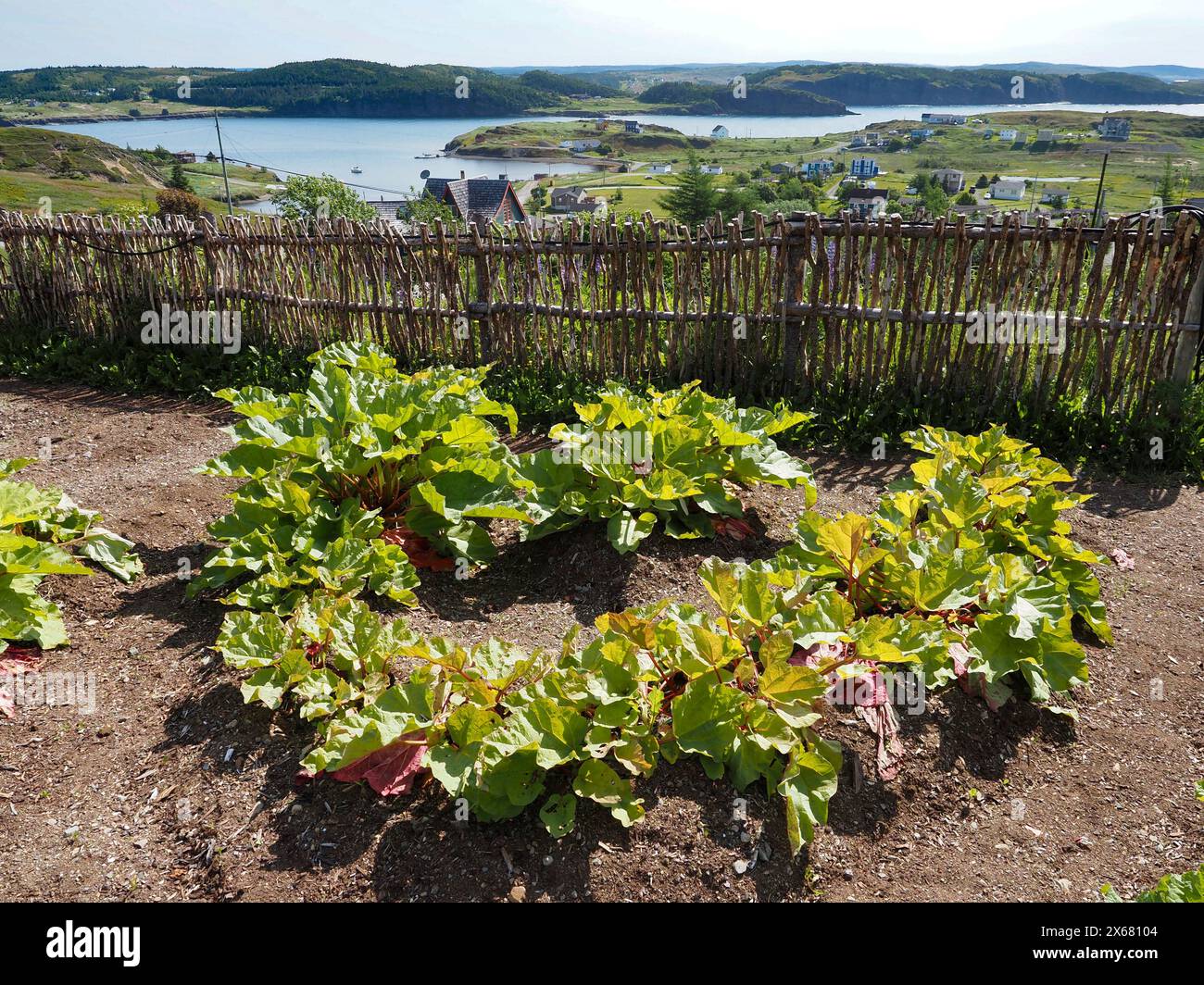 Canada, ristoranti locali, dalla fattoria alla tavola, Fishers Loft Inn, cibo, verdi, coltivare locale, salute, erbe e orto, coltivato in casa, Terranova, Nord America, nutrimento, biologico, piante, Port Rexton, semplice, frutteto svizzero Foto Stock