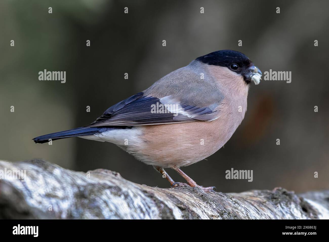Un ritratto ravvicinato di una femmina, Pyrrhula pyrrrhula, mentre è appollaiata su un ramo di betulla d'argento con del cibo nel becco Foto Stock