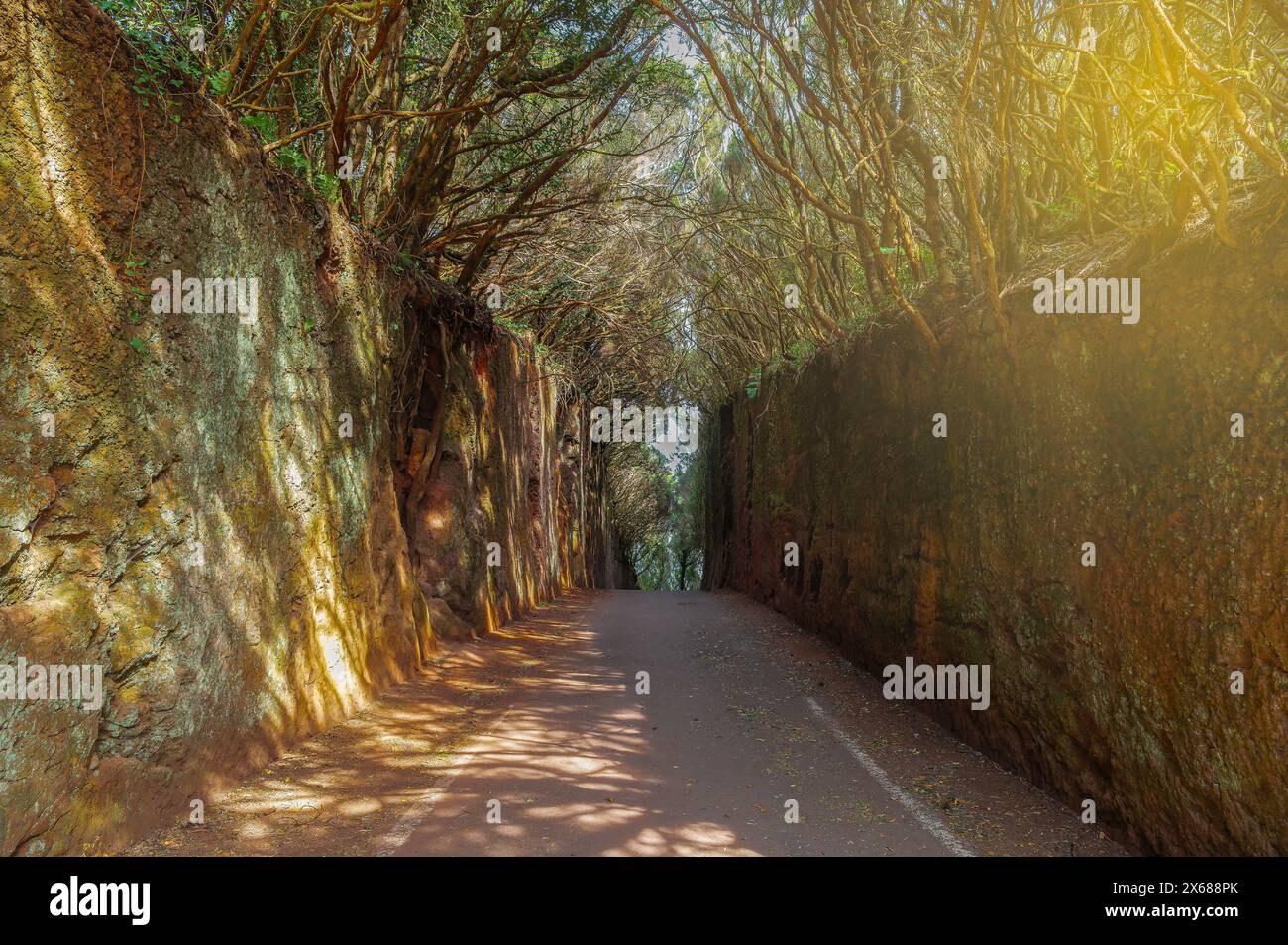 Esplora il tranquillo Camino Viejo al Pico del Inglés a Tenerife. Un percorso alberato illuminato dal sole, perfetto per passeggiate tranquille e fotografie naturalistiche. Foto Stock