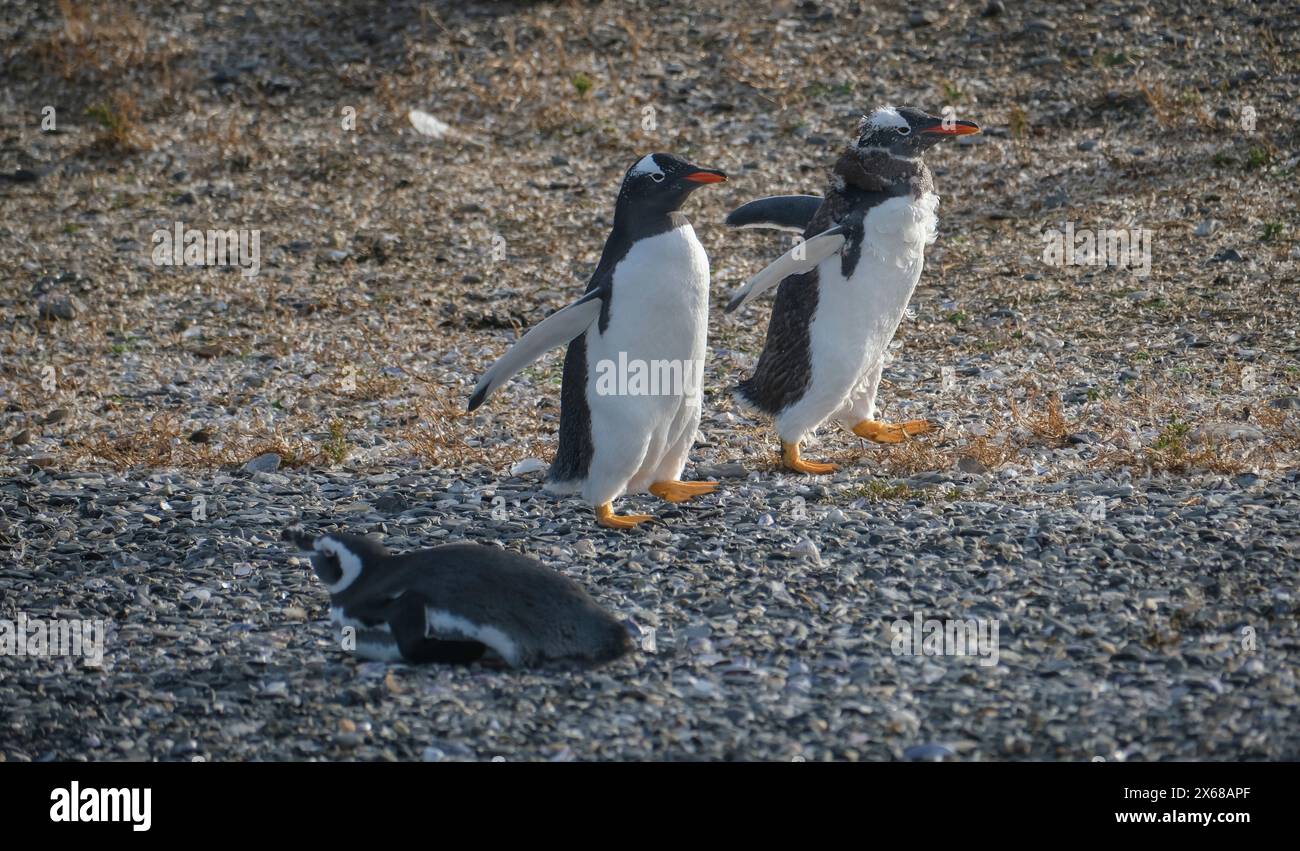 Ushuaia, Tierra del Fuego, Argentina, pinguini di Gentoo e pinguini di Magellano sull'Isla Martillo nel Canale di Beagle, il Canale di Beagle è una via d'acqua naturale sulla punta meridionale del Sud America che collega l'Oceano Atlantico con l'Oceano Pacifico. Ushuaia è la città più meridionale del mondo, la fine del mondo. Foto Stock