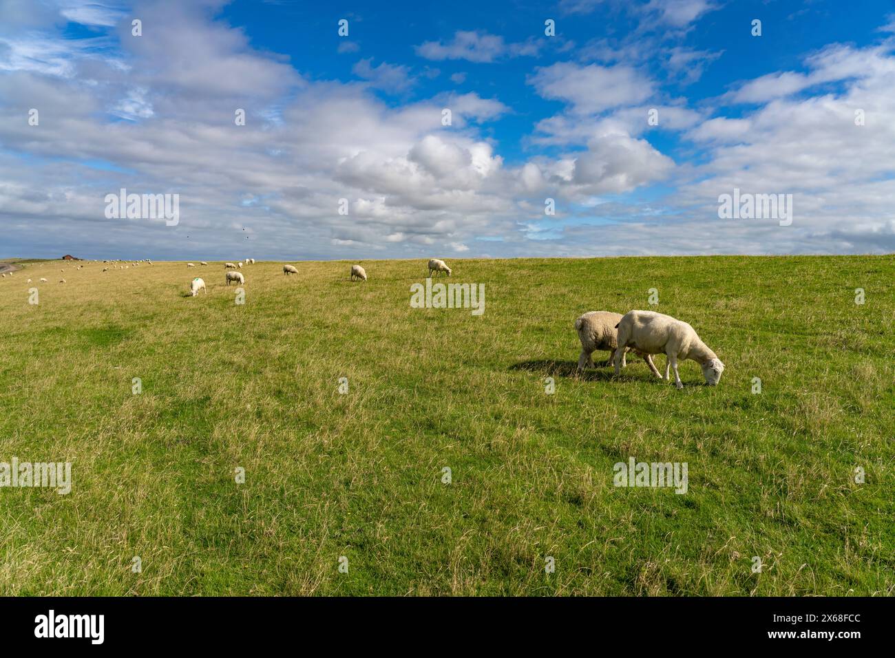 Pecore sulla diga della penisola del Nordstrand, distretto del Nordfriesland, Schleswig-Holstein, Germania, Europa Foto Stock