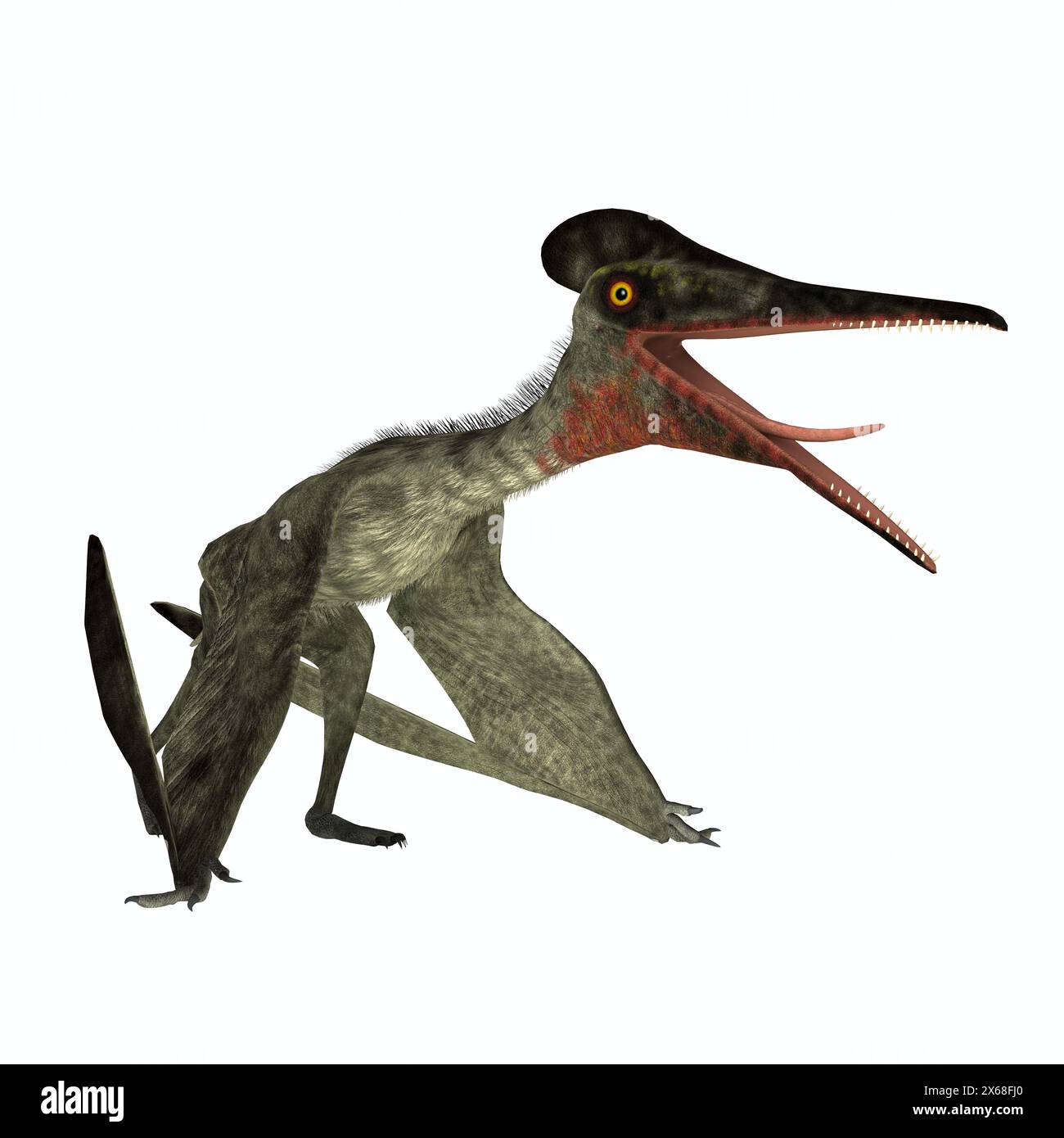 Pterodactylus era un carnivoro volanti rettile che visse nel Giurassico di Baviera, Germania. Foto Stock