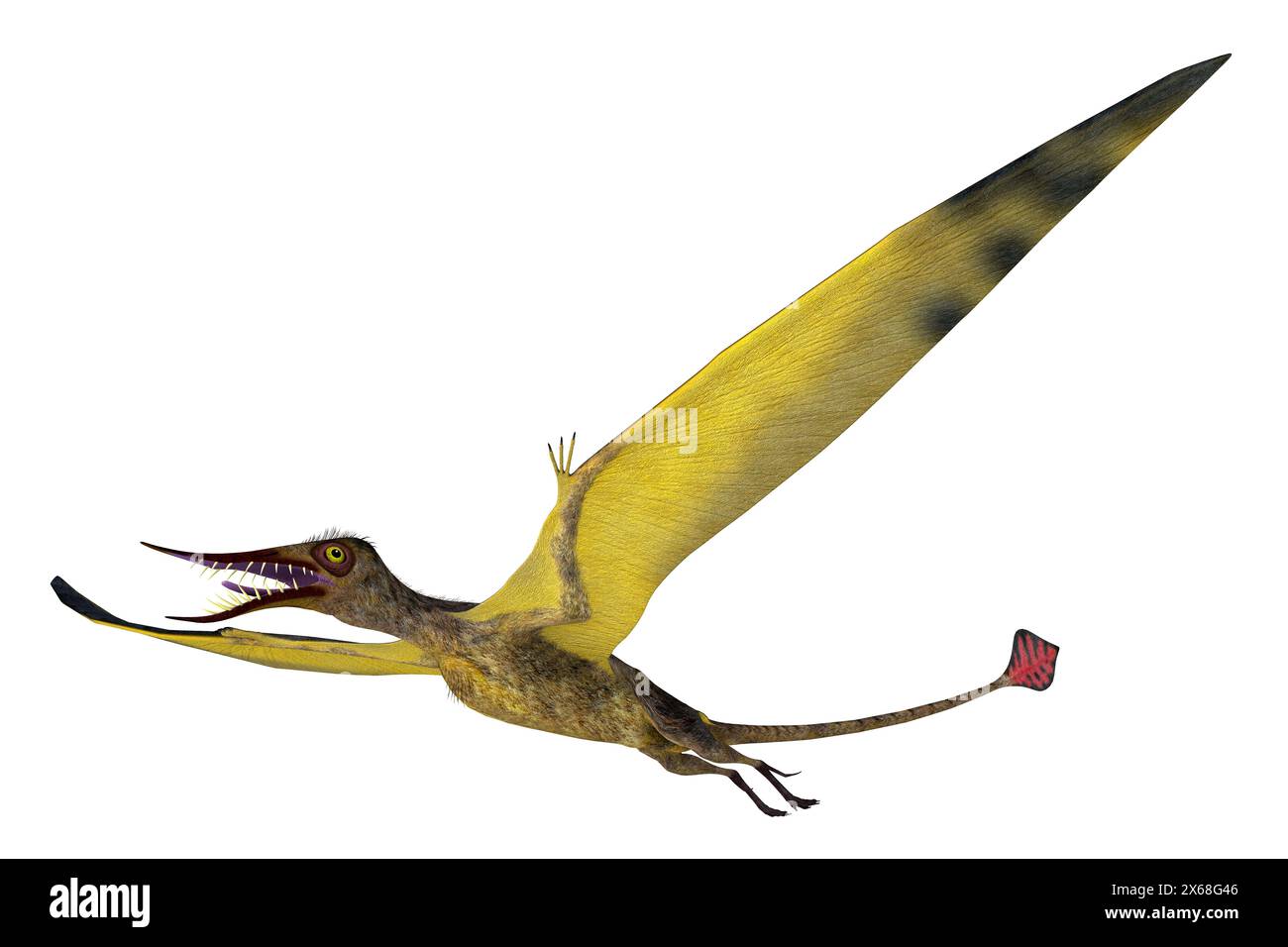 Rhamphorhynchus era un carnivoro di uccelli predatori che vivevano in Europa durante il Giurassico. Foto Stock