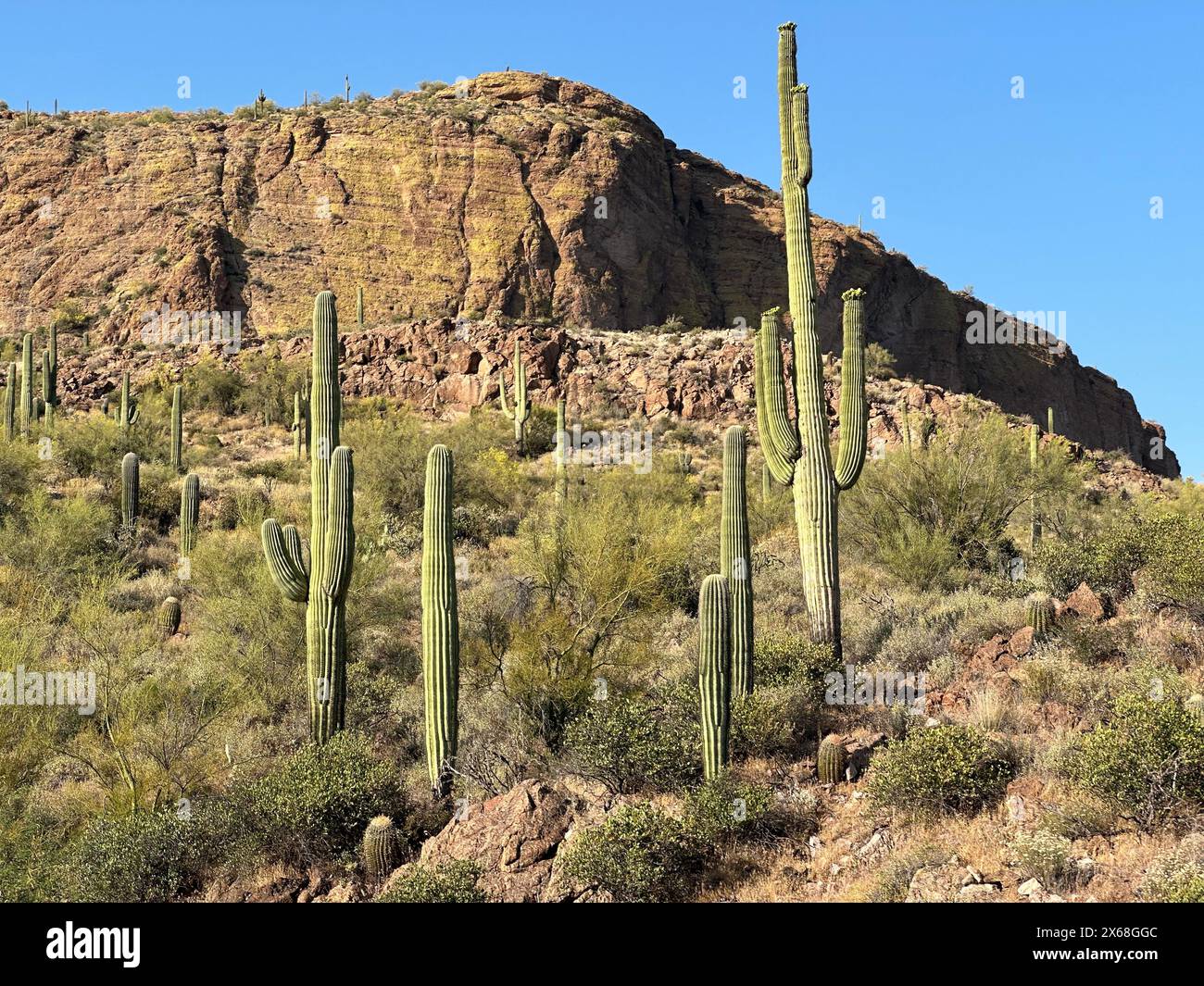 Un torreggiante cactus Saguaro, accompagnato da piccoli cactus saguaro, sorge sullo sfondo della montagna del deserto di Sonora in Arizona. Foto Stock