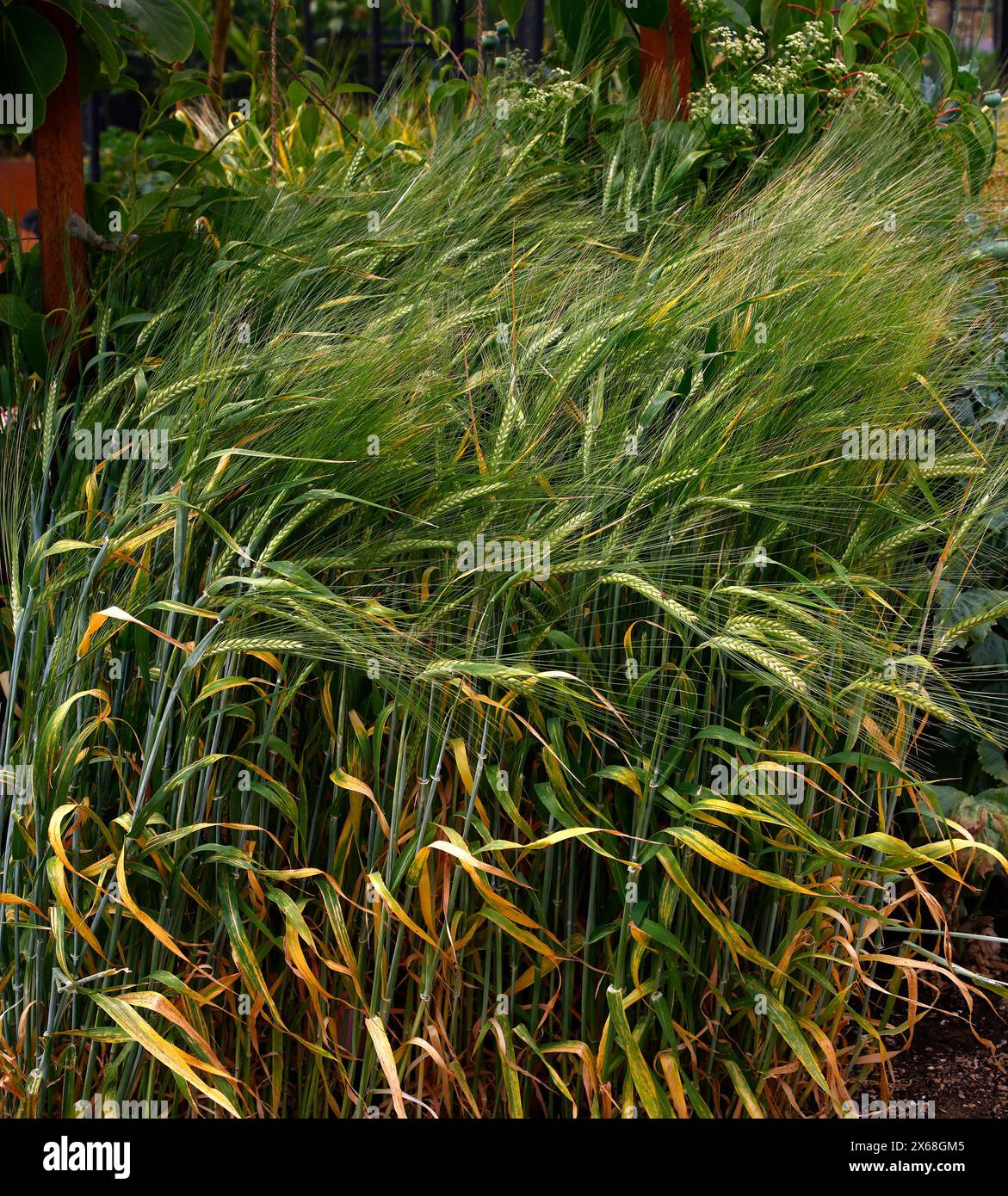 Primo piano della pianta alimentare hordeum vulgare o orzo. Foto Stock