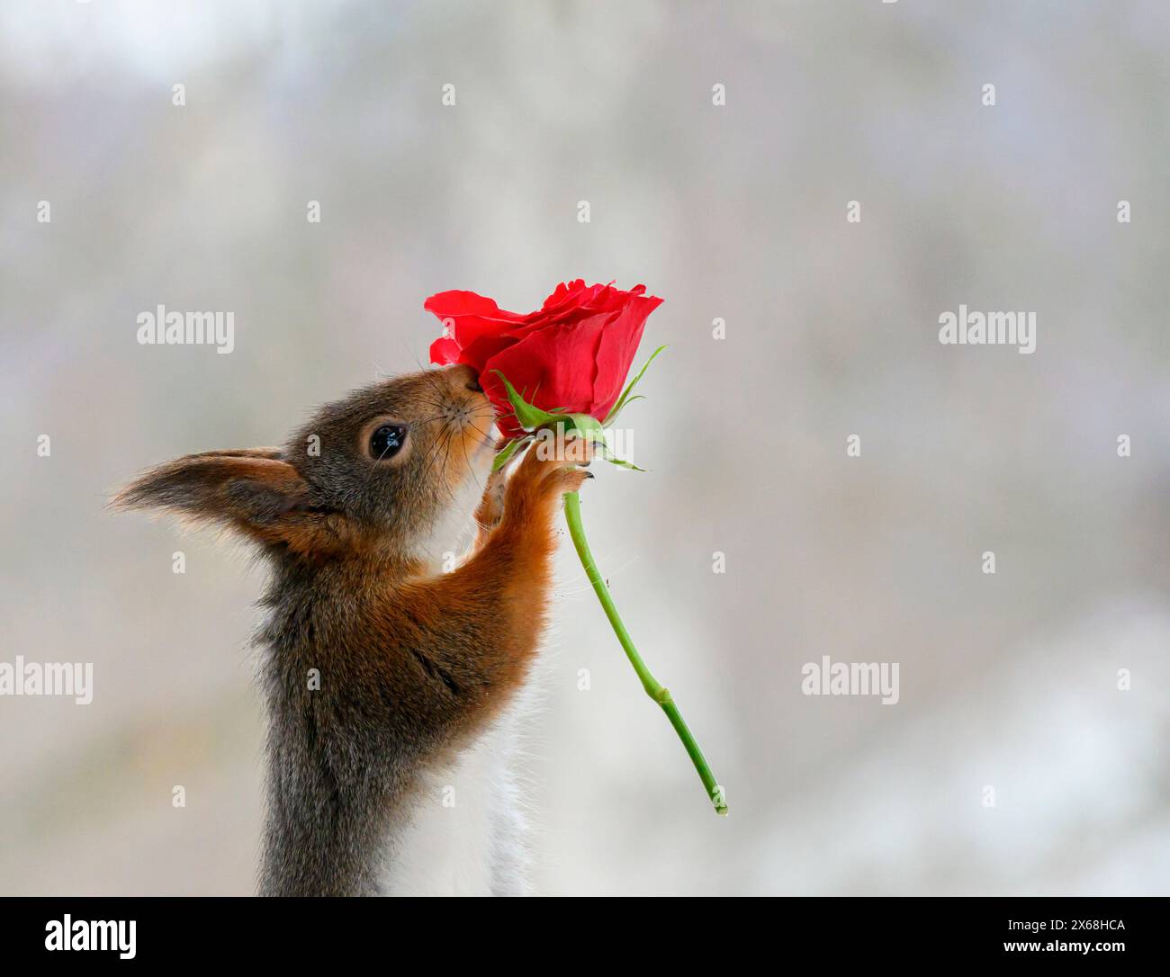 Red Squirrel ha una rosa rossa Foto Stock