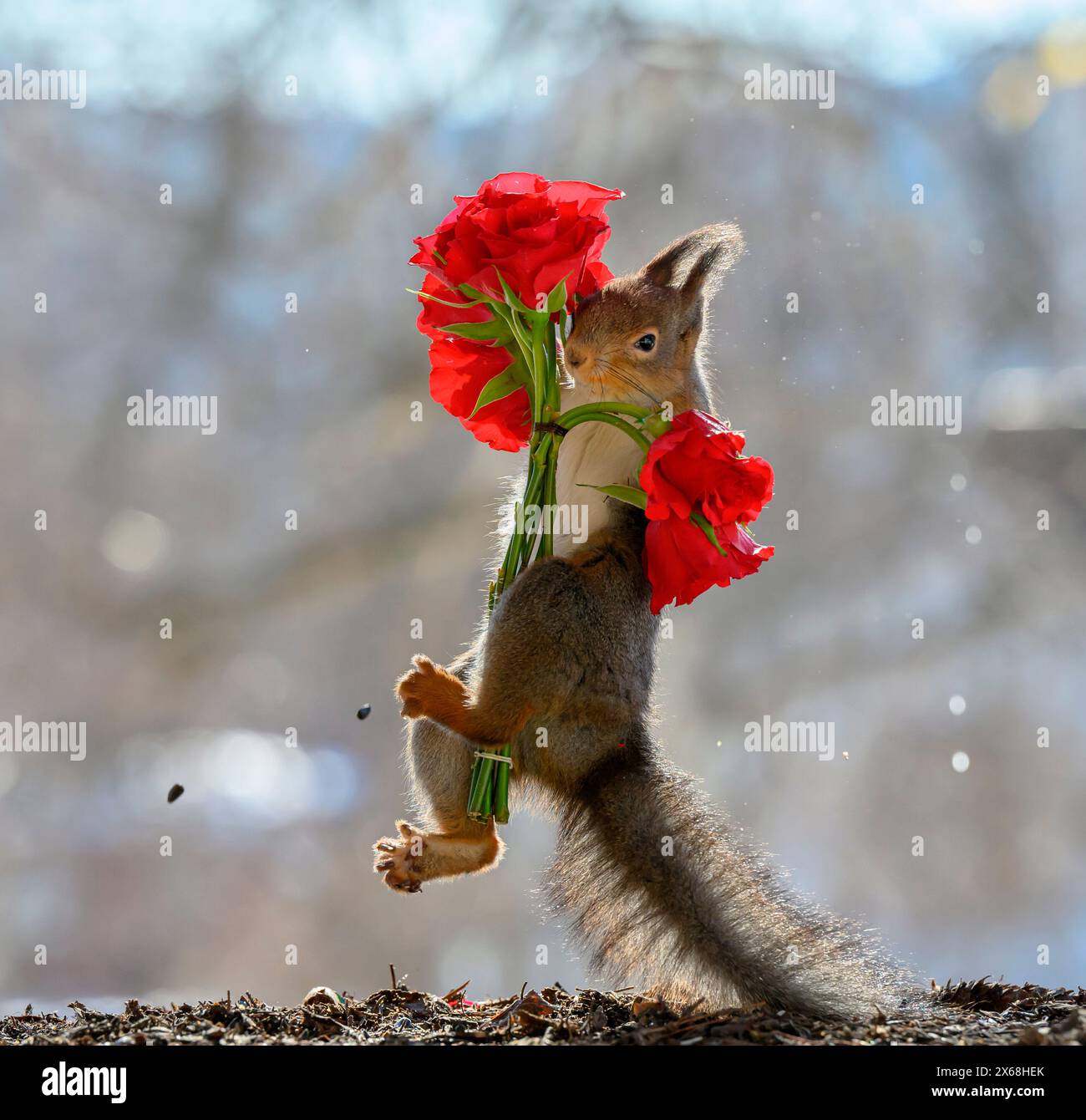 Lo scoiattolo rosso si sta arrampicando e tiene in mano rose rosse Foto Stock
