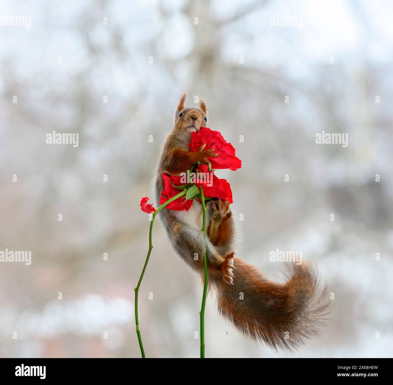 Lo scoiattolo rosso si sta arrampicando e tiene in mano rose rosse Foto Stock