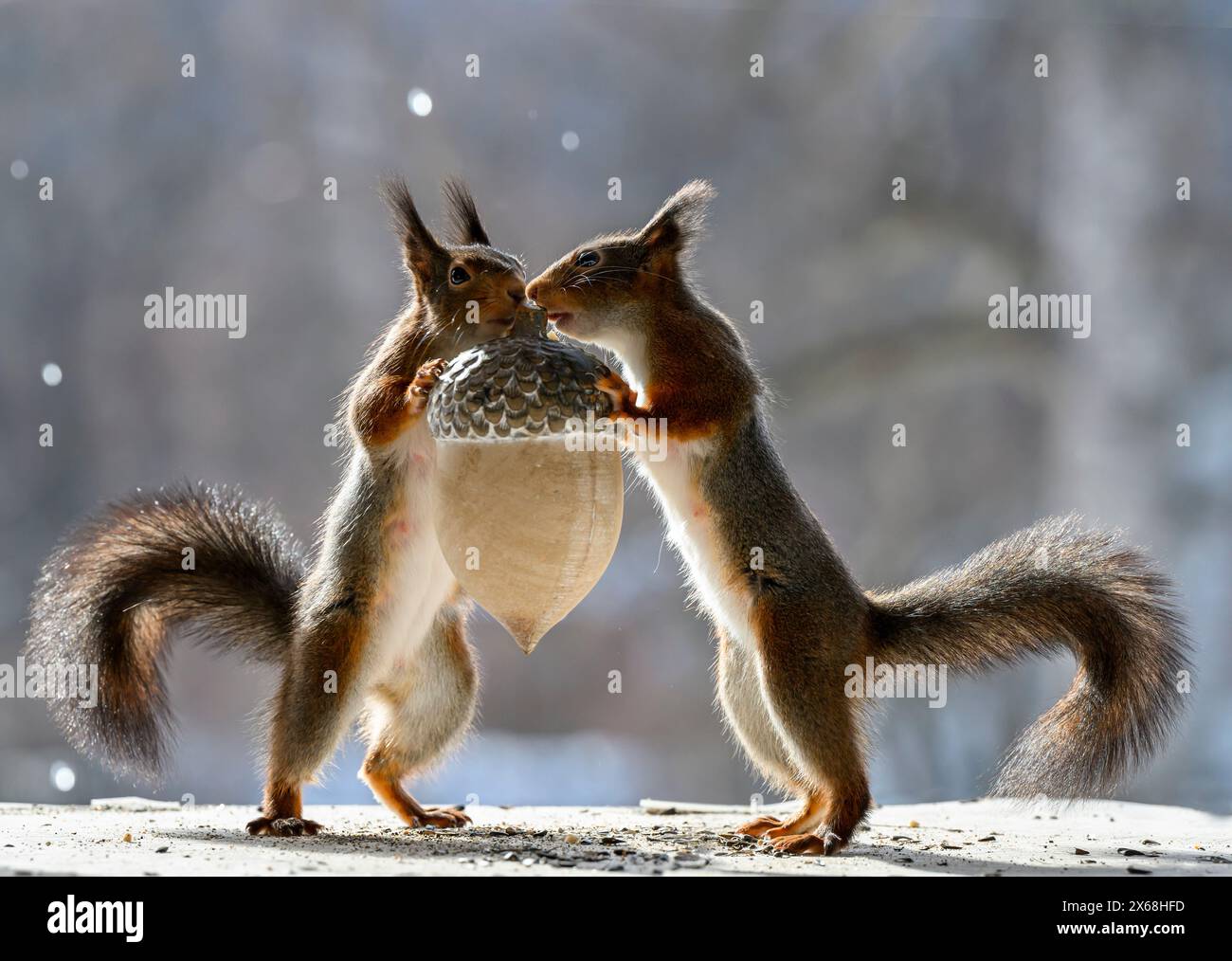 Red Squirrels in piedi con un mais Foto Stock
