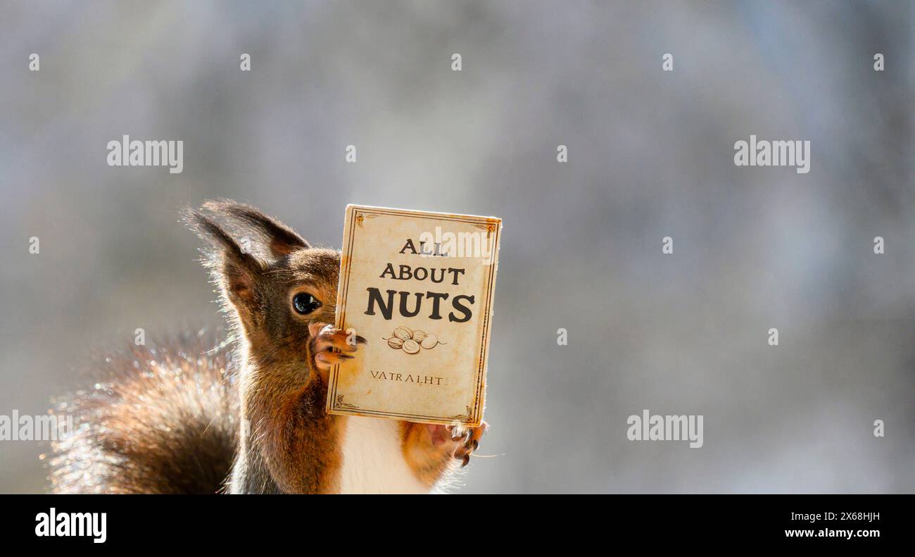 Red Squirrel ha un libro Foto Stock