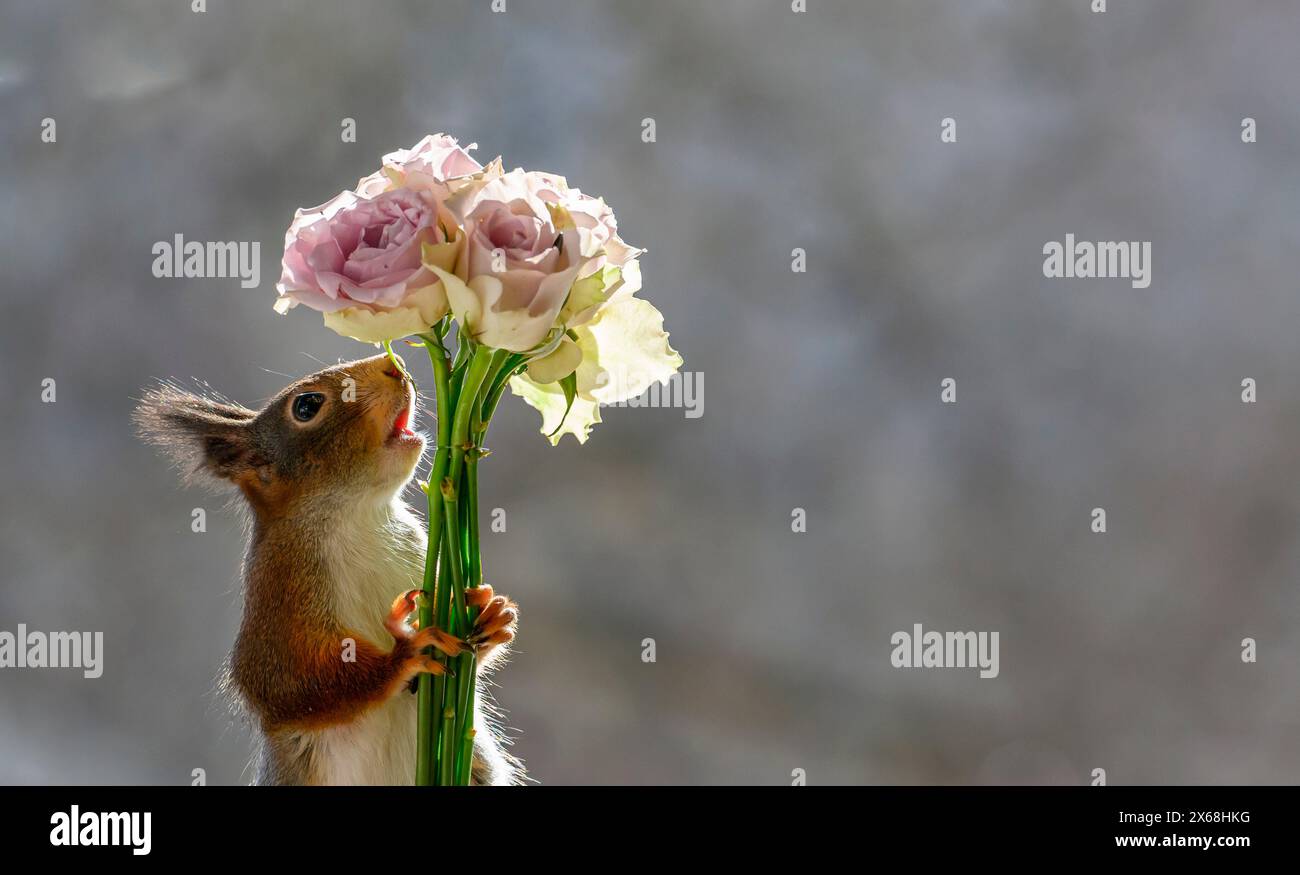 Red Squirrel regge un bouquet con rose Foto Stock